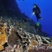 coral_lettuce_bro_l_n_h_0050_egy0479.jpg